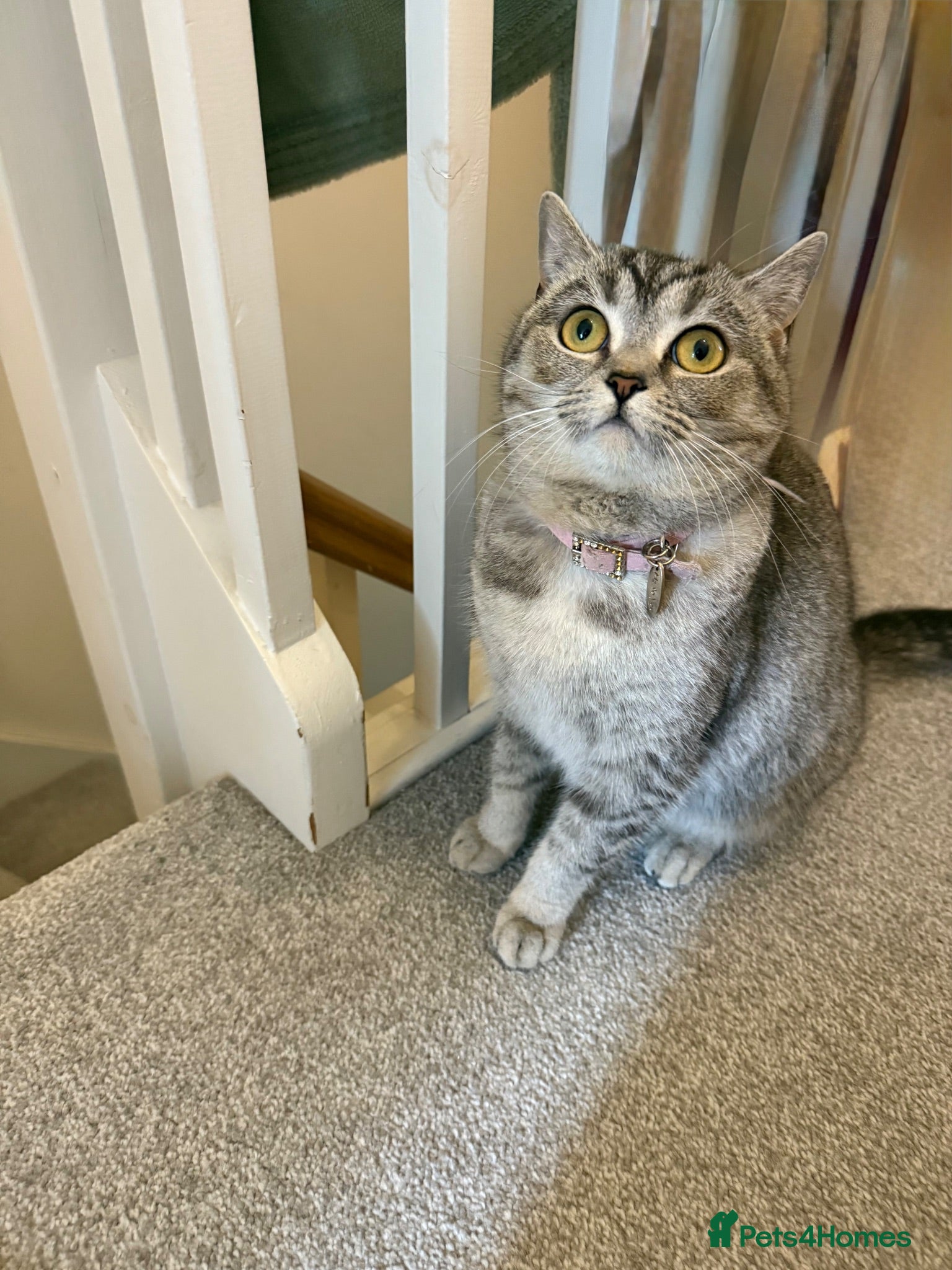 British Shorthair cats British shorthair cat - Advert 3