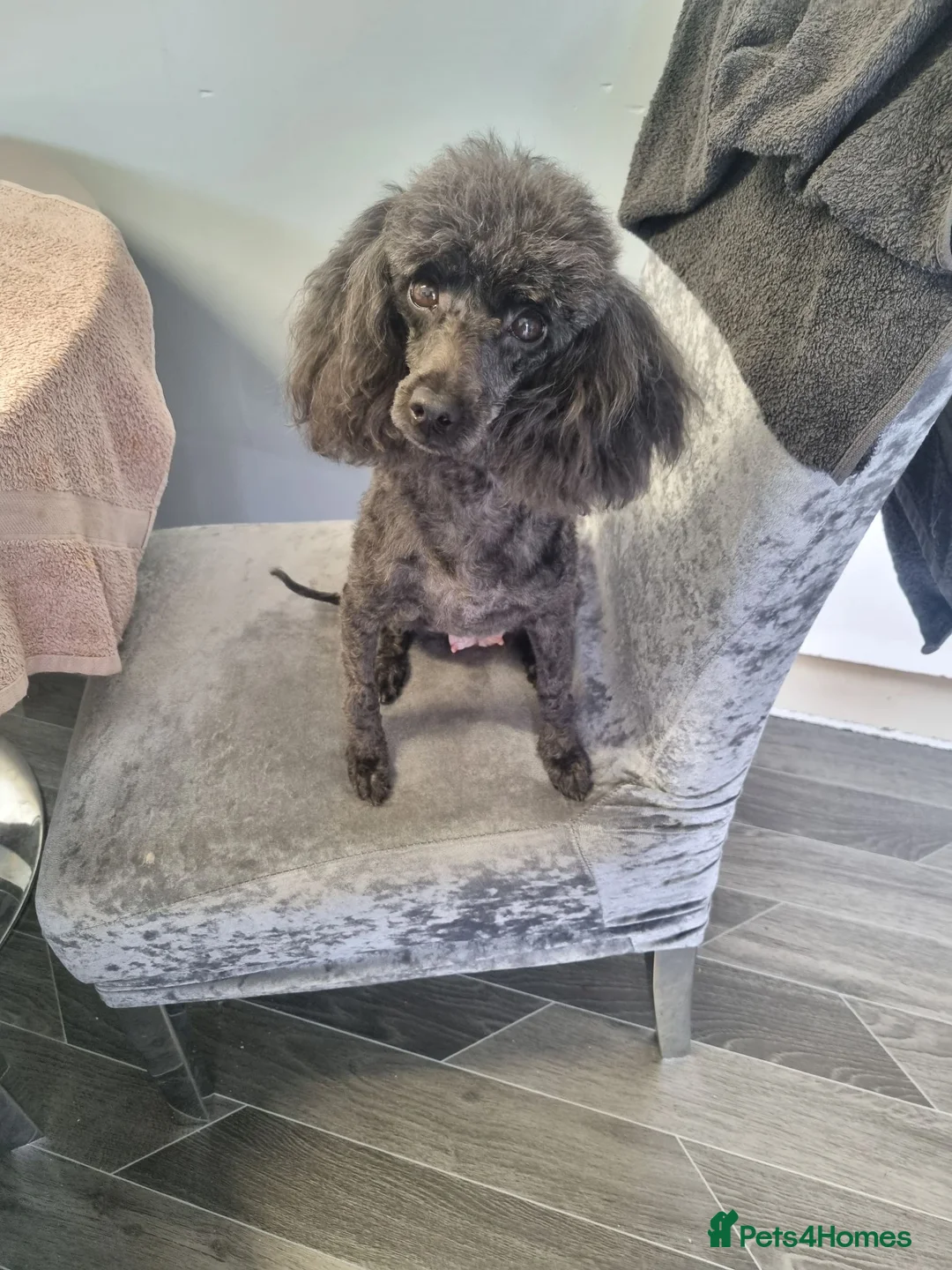 Poodle dogs for sale: Black poodle boy  - Advert 2