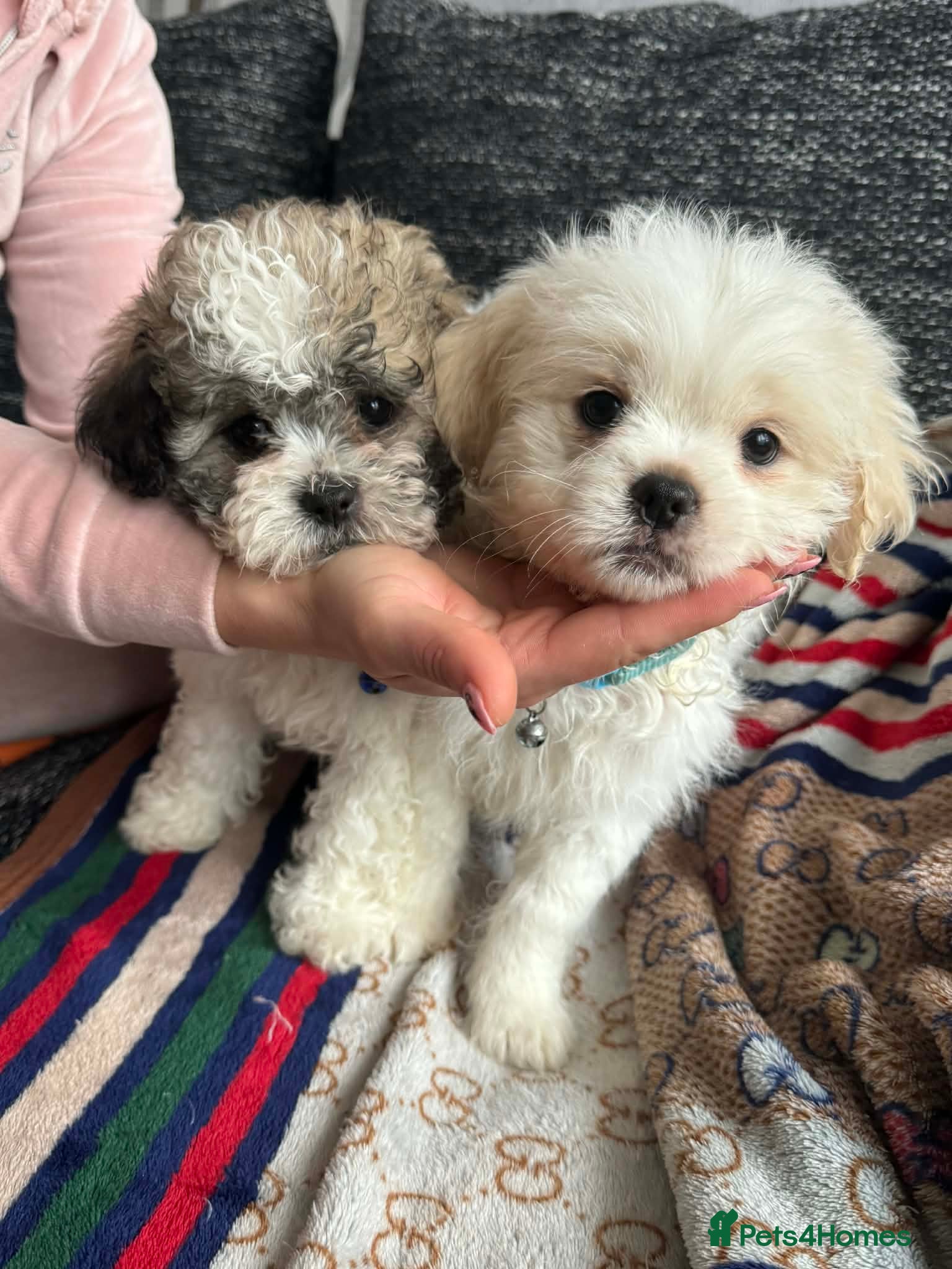 Shihpoo dogs Fluff full of love 🧸Shihpoo pups ❤️ - Advert 2
