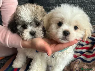 Shihpoo dogs Fluff full of love 🧸Shihpoo pups ❤️ - Advert 2