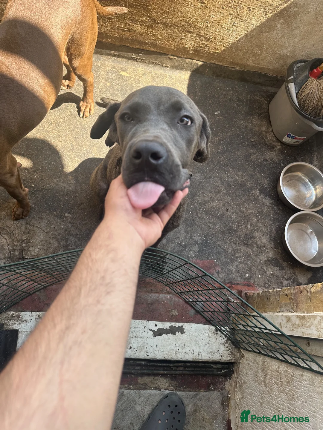 Cane Corso dogs for sale: 8 month old male Cane Corso - Advert 2