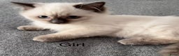 Ragdoll cats for sale: 2 Ragdoll kittens - Advert 5