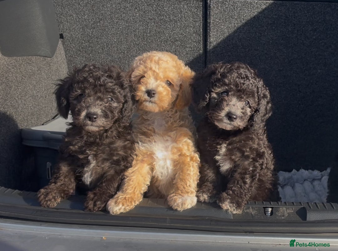 Miniature Poodle dogs for stud: Ozzie for stud only  - Image 18