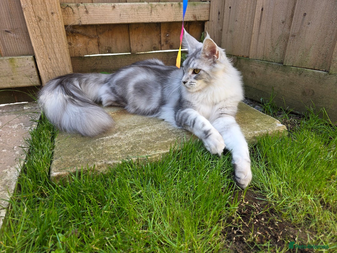 Maine Coon cats for sale: Affectionate & Handsome Purebred Maine Coon Boy  - Image 10