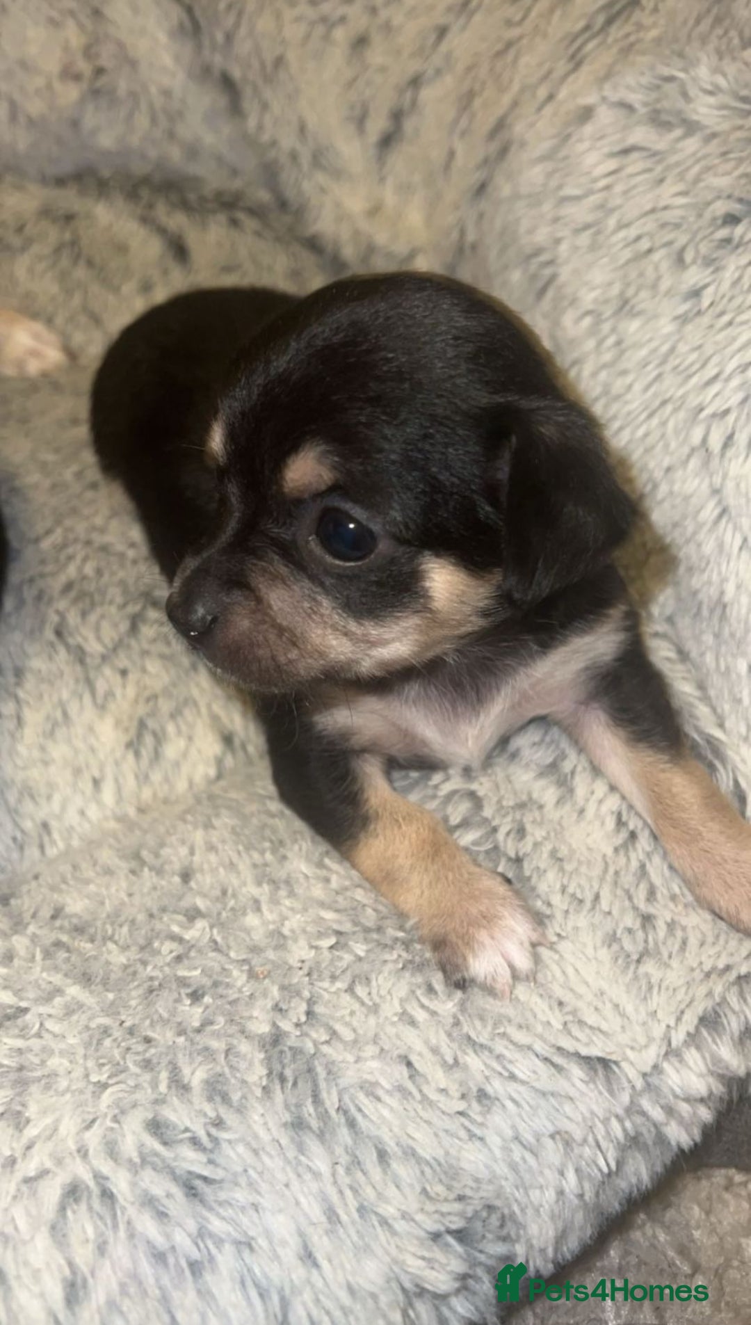 Chihuahua dogs for sale: Chihuahua Puppies  - Advert 9