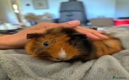 Guinea Pig rodents for sale: Female Guinea Pig  - Image 1