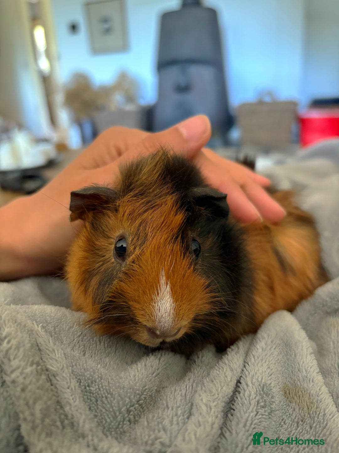 Guinea Pig rodents for sale: Female Guinea Pig  - Image 1