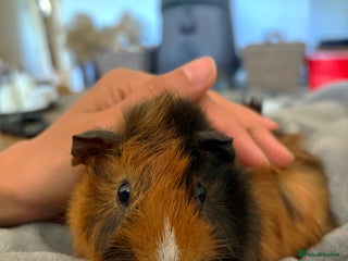 Guinea Pig rodents - Advert 9