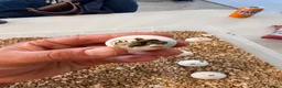 Tortoise reptiles for sale: Uk Bred Dalmatian Hermann tortoise - Advert 3