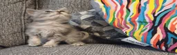 Mixed Breed cats for sale: Pretty socialised kittens  - Advert 10
