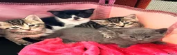 British Shorthair cats for sale: Two girls left looking for their forever homes  - Advert 8