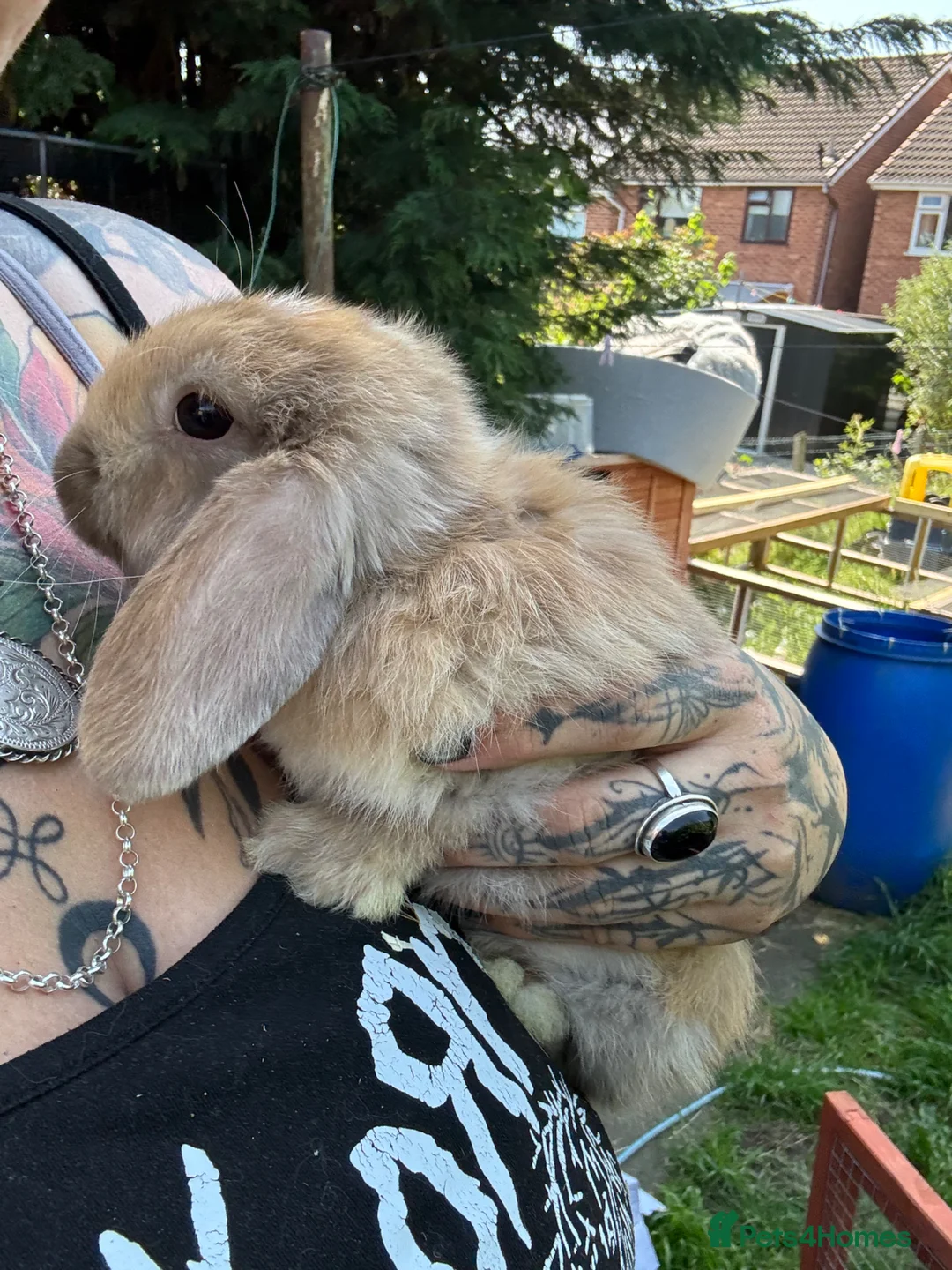 Mini Lop rabbits for sale: Beautiful mini lops ready for their homes - Advert 15