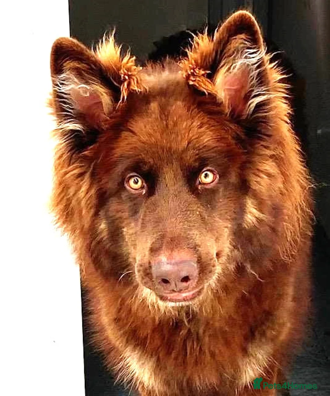 German Shepherd dogs for stud: German Shepherd at stud.  in Sandwich - Advert 1