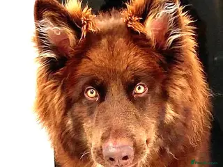 German Shepherd dogs German Shepherd at stud. in Sandwich - Advert 12