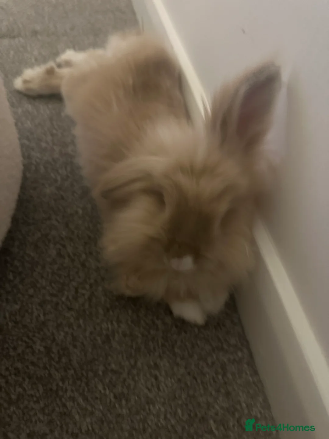 Lionhead rabbits for sale: Rare lion head rabbit  in Luton - Advert 2