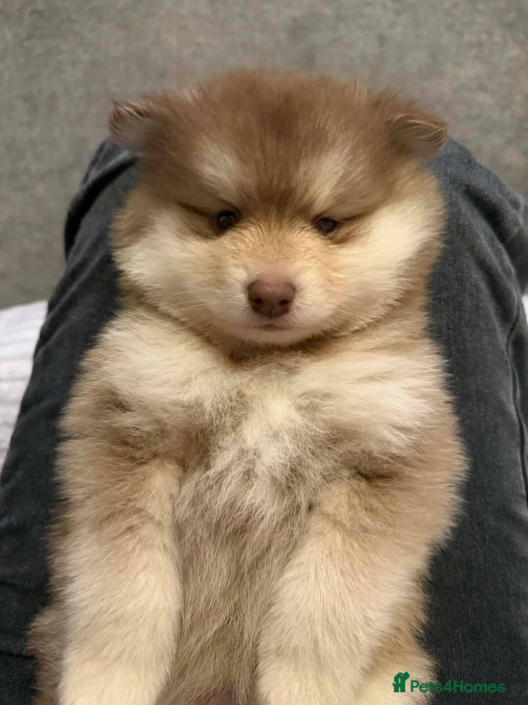 Pomeranian dogs for sale: Pomeranian Puppies - Advert 8