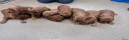 Cocker Spaniel dogs for sale: Cocker spaniel puppies  - Advert 23