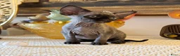 Devon Rex cats for sale: Stunning Devon Rex Babies  - Advert 2