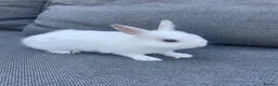 Netherland Dwarf rabbits for sale: Male rabbits  in Leicester - Advert 2