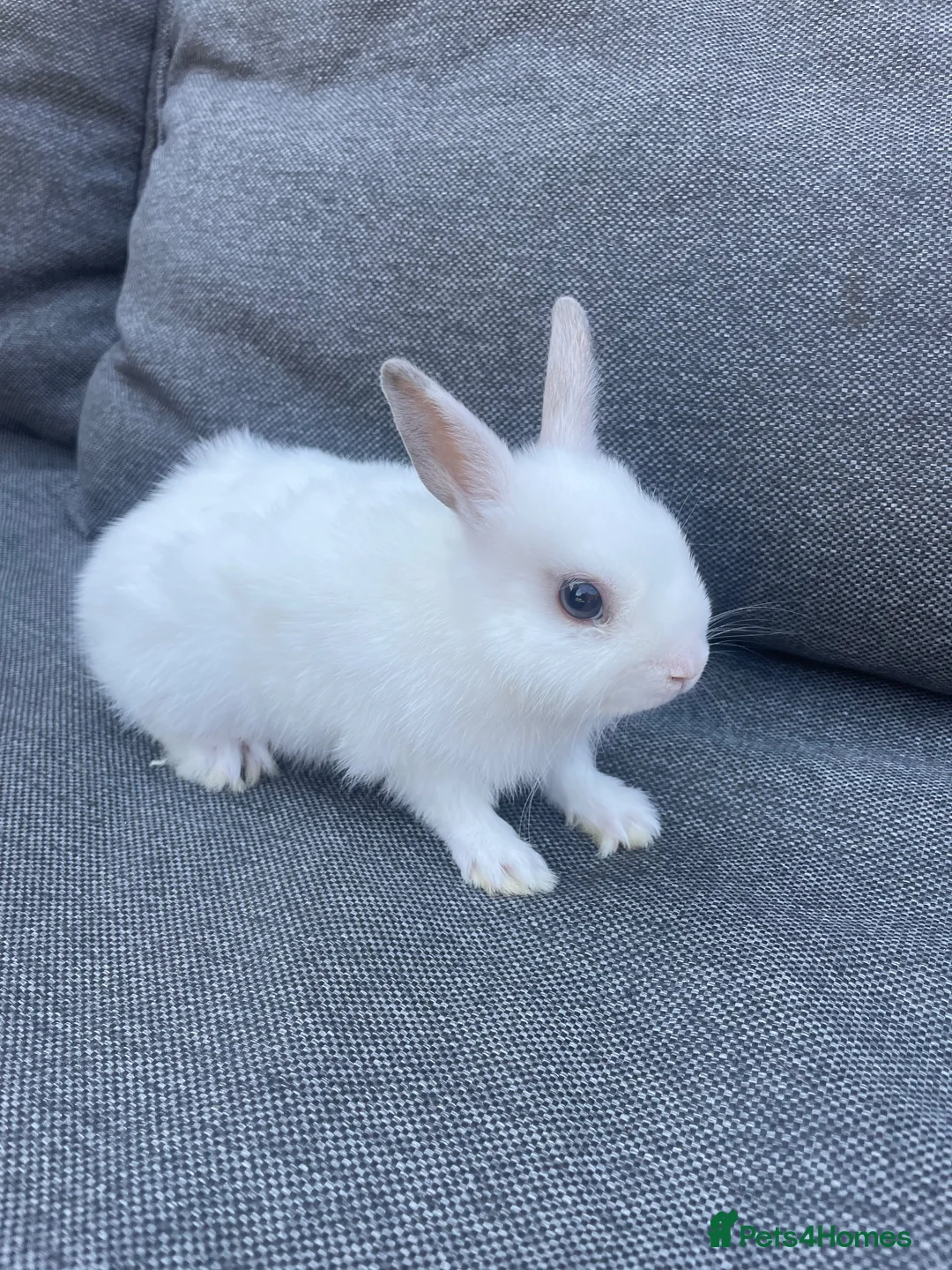Netherland Dwarf rabbits for sale: Male rabbits  in Leicester - Advert 2