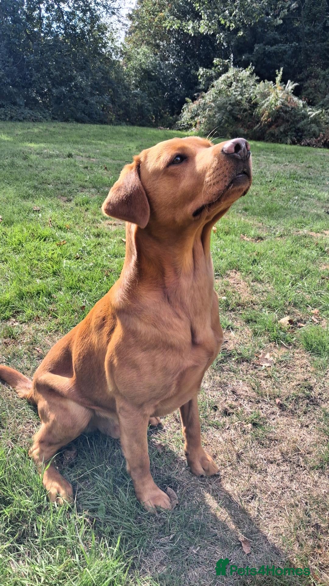Labrador Retriever dogs *Fox red Labrador for stud* - Advert 2
