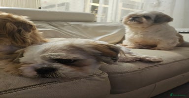 Shih Tzu dogs - Advert 8
