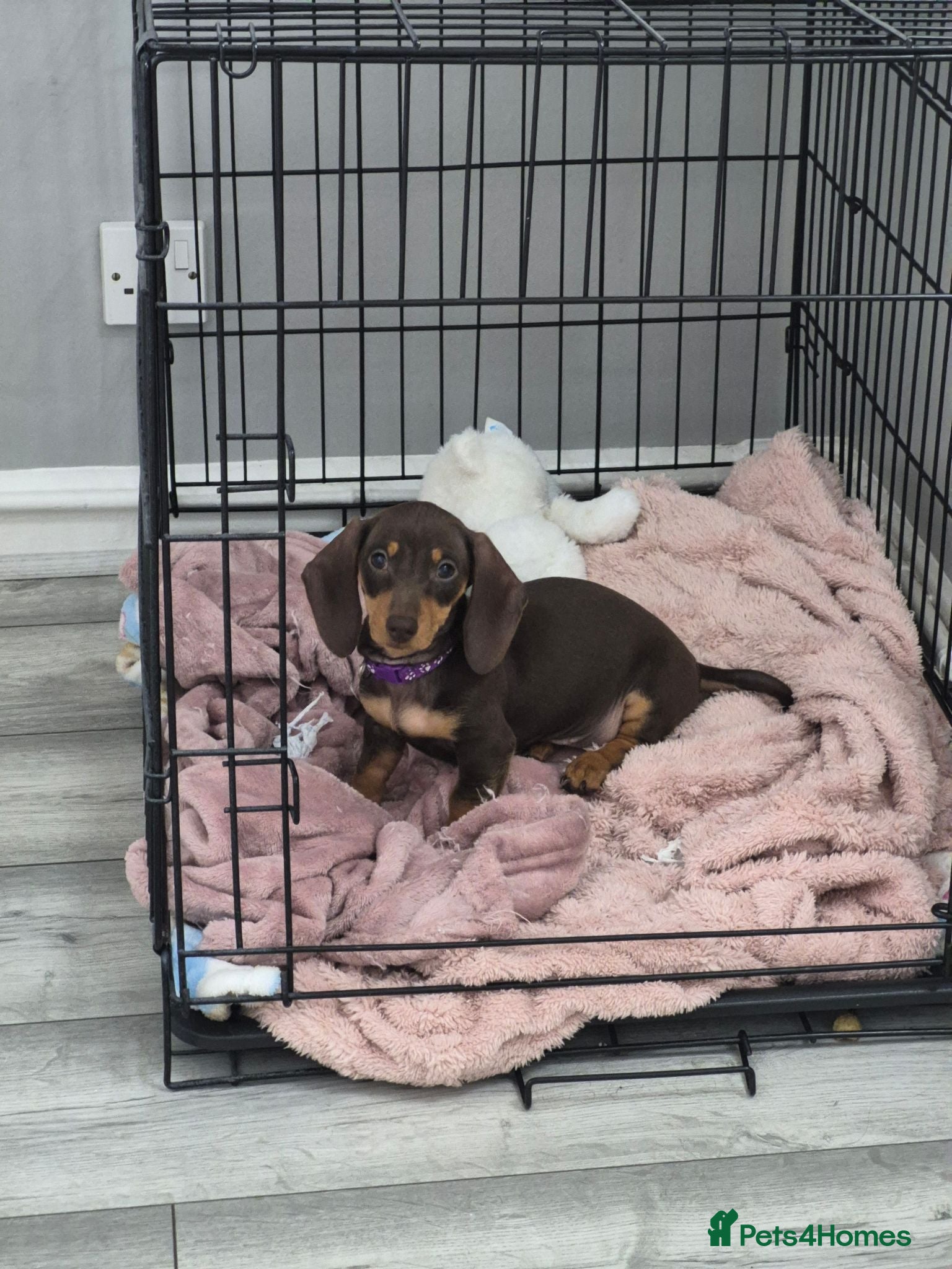 Miniature Dachshund dogs *last chocolate girl left* Miniature Dachshund 🐾 - Advert 1