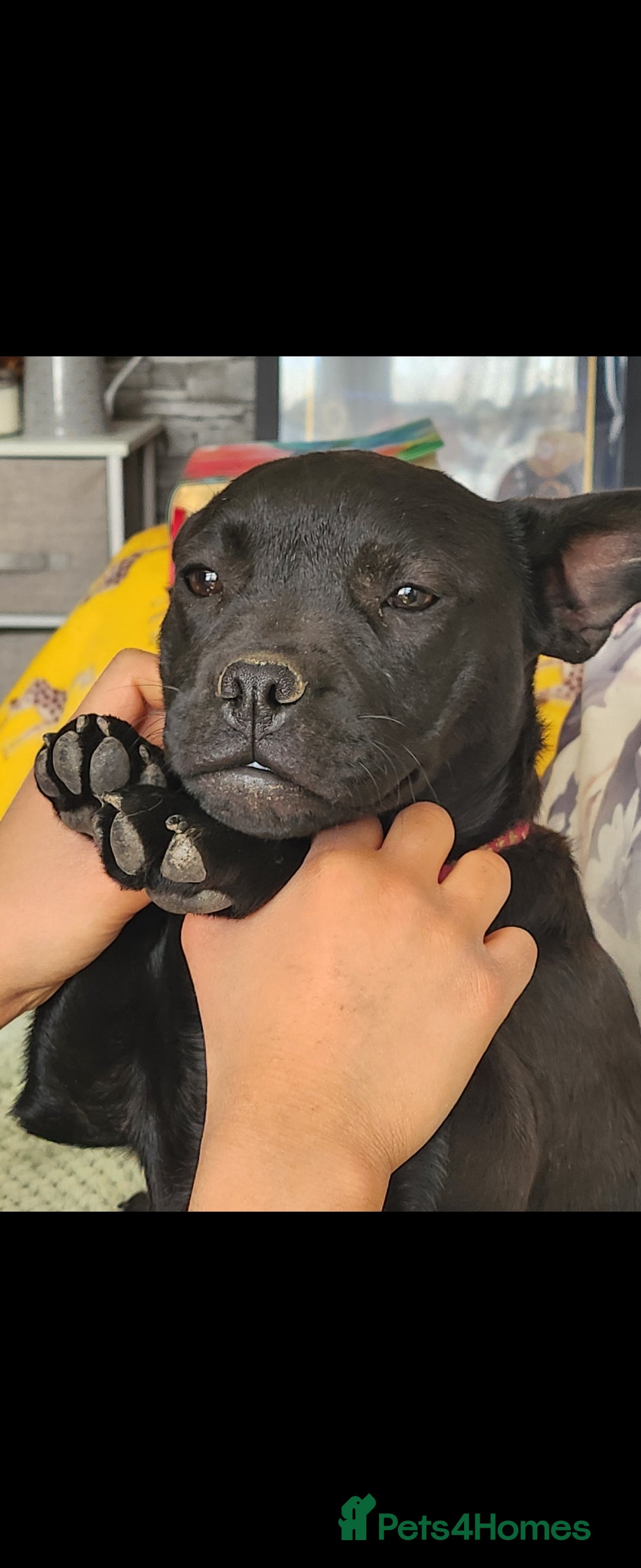 Mixed Breed dogs for sale: French bulldog cross  - Image 4