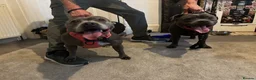 Staffordshire Bull Terrier dogs for sale: Blue Staffordshire bull terriers KC champion lines - Advert 9