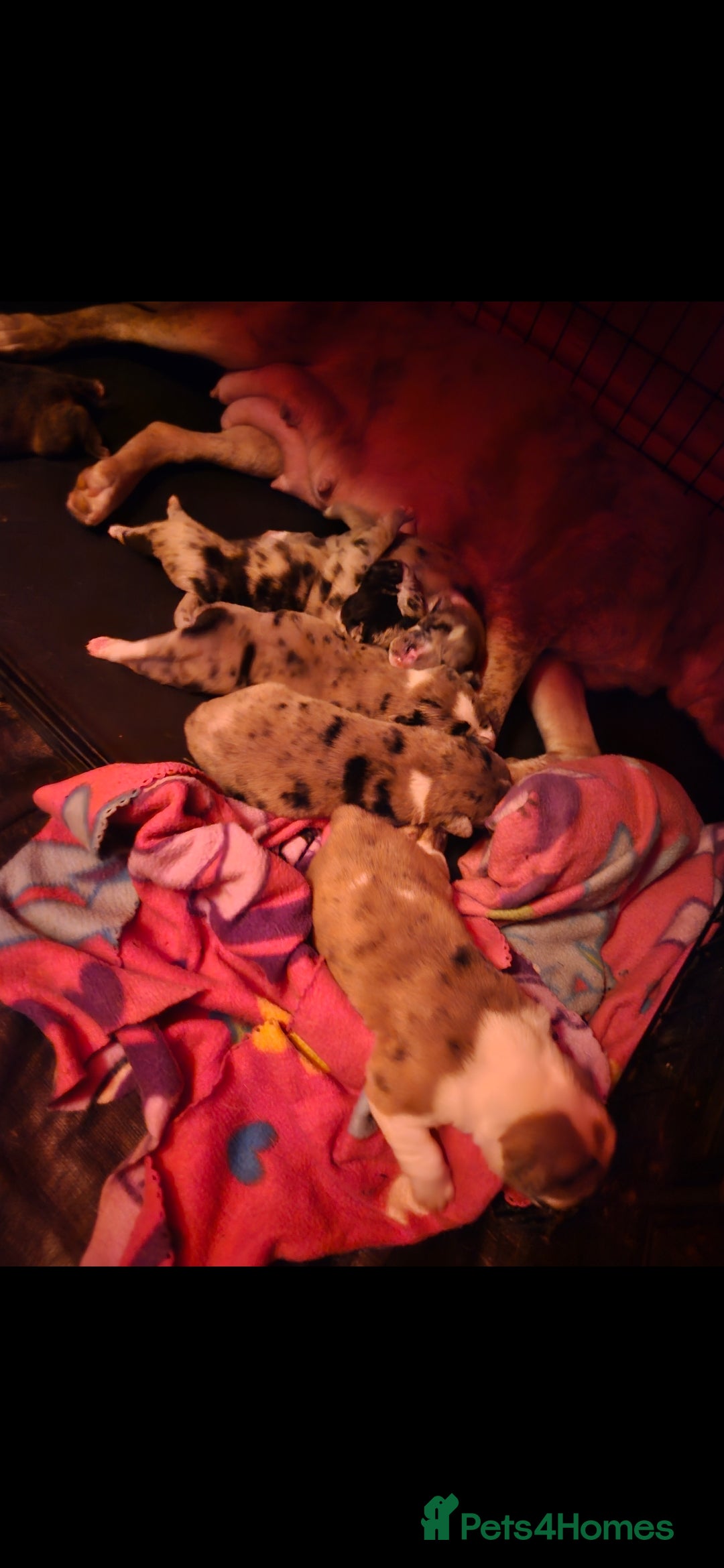 Mixed Breed dogs for sale: alapaha bull dog x  akita  - Image 2