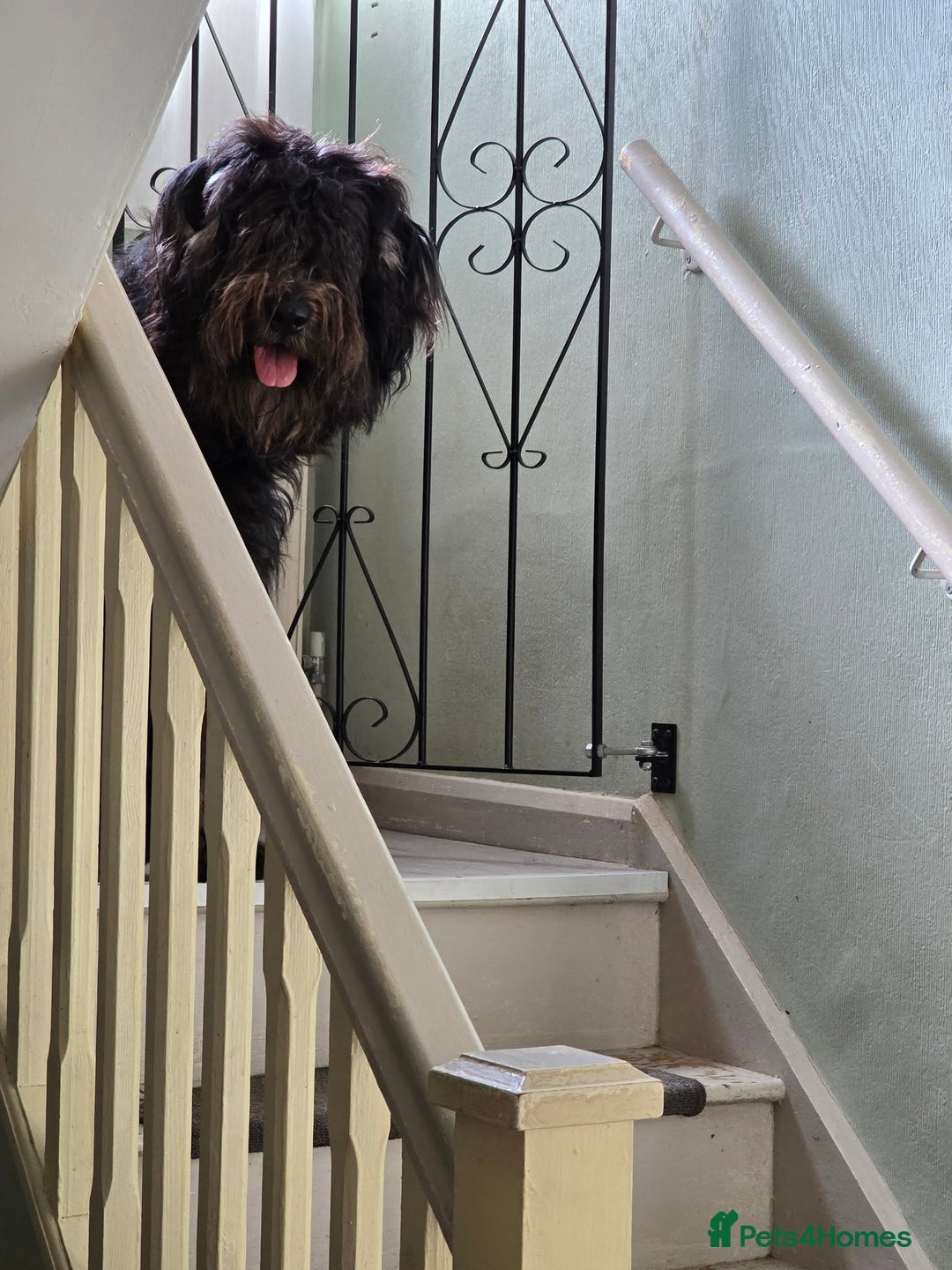 Bergamasco dogs for sale: Bergamasco male seeks forever home - Advert 4