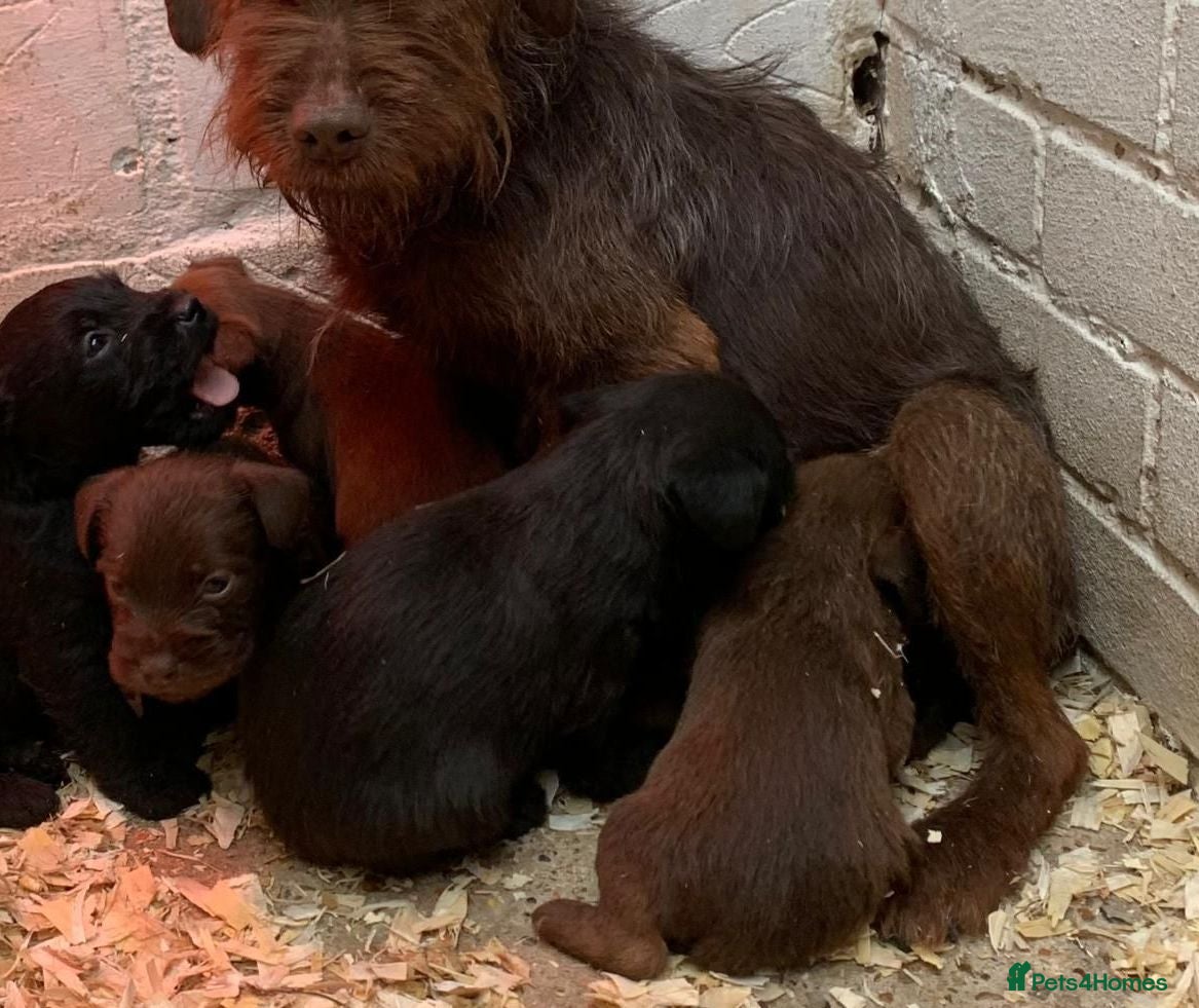 Patterdale Terrier dogs Patterdale terrier puppies  - Advert 2