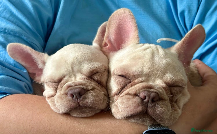 French Bulldog dogs - Advert 2