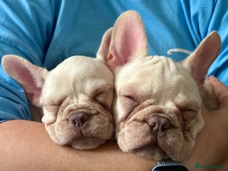 French Bulldog dogs - Advert 3