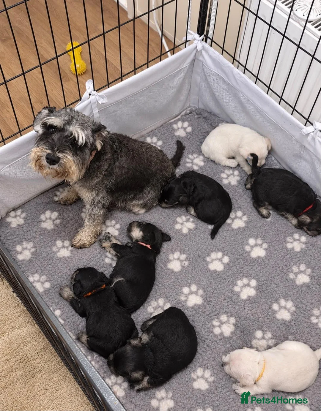 Miniature Schnauzer dogs for sale: KC miniature schnauzer Bva - Advert 11