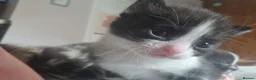 Mixed Breed cats for sale: Fudge in Crook - Advert 2