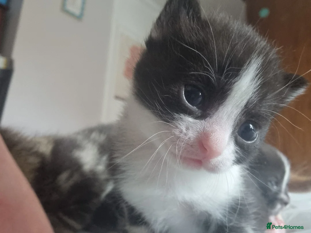 Mixed Breed cats for sale: Fudge in Crook - Advert 2