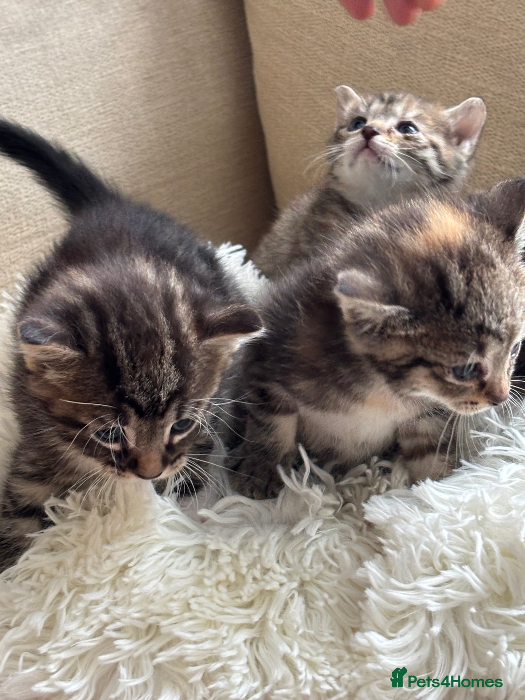 British Shorthair cats for sale: Same  - Image 2