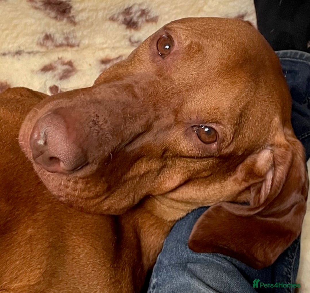 Hungarian Vizsla dogs for sale: Exceptional KC registered Hungarian Vizsla Litter - Image 4