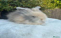 Angora rabbits for sale: Harlequin and blue (grey ) angoras  - Image 7