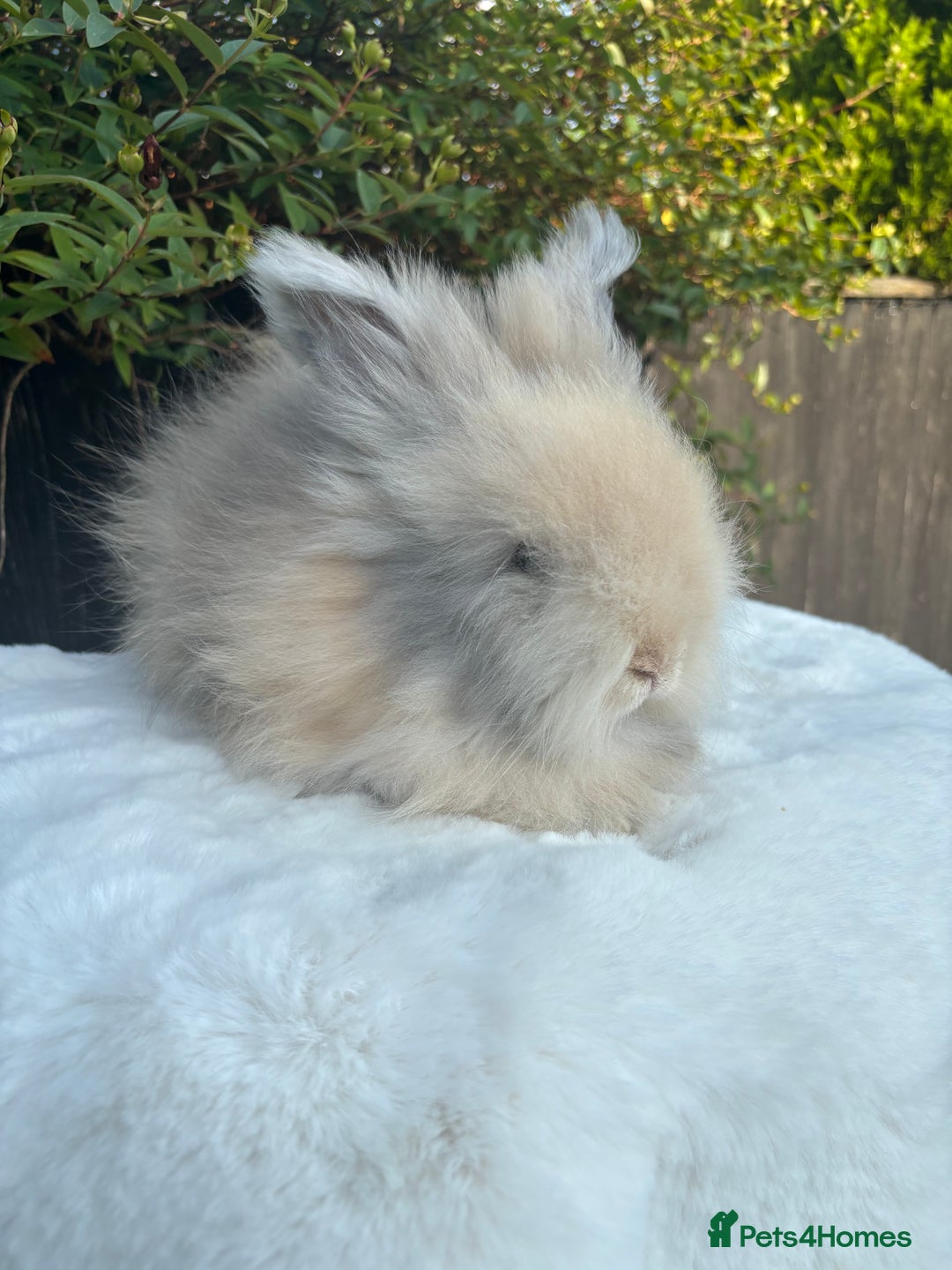 Angora rabbits for sale: Harlequin and blue (grey ) angoras  - Image 7