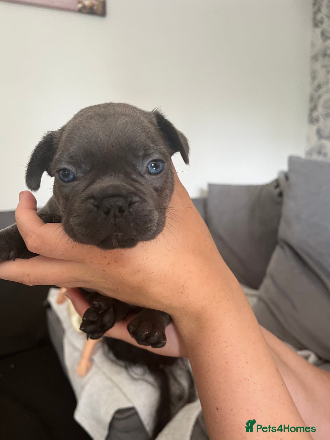 French Bulldog dogs for sale: french bull dog pups for sale - Image 5