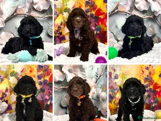 Cockapoo dogs 🏆CHAMPION LINES🌟 SHOWTYPE Miniature F1 Cockapoos - Advert 12