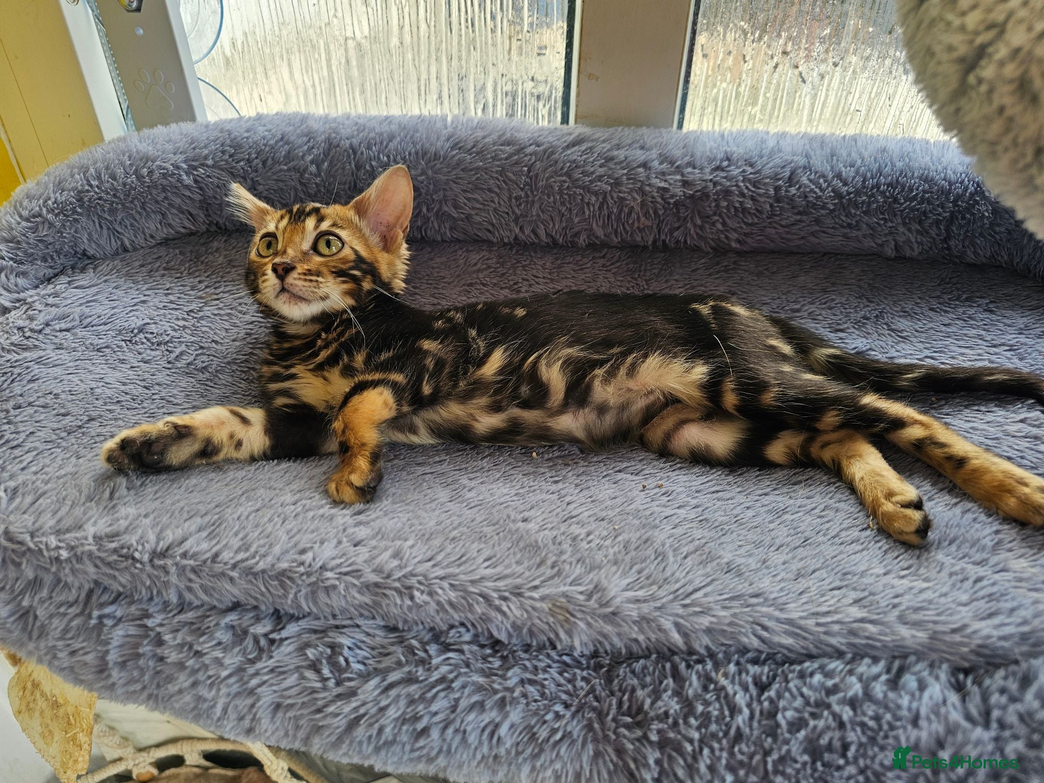 Bengal cats Bengal Kittens(Silk marble bengal available) - Advert 11