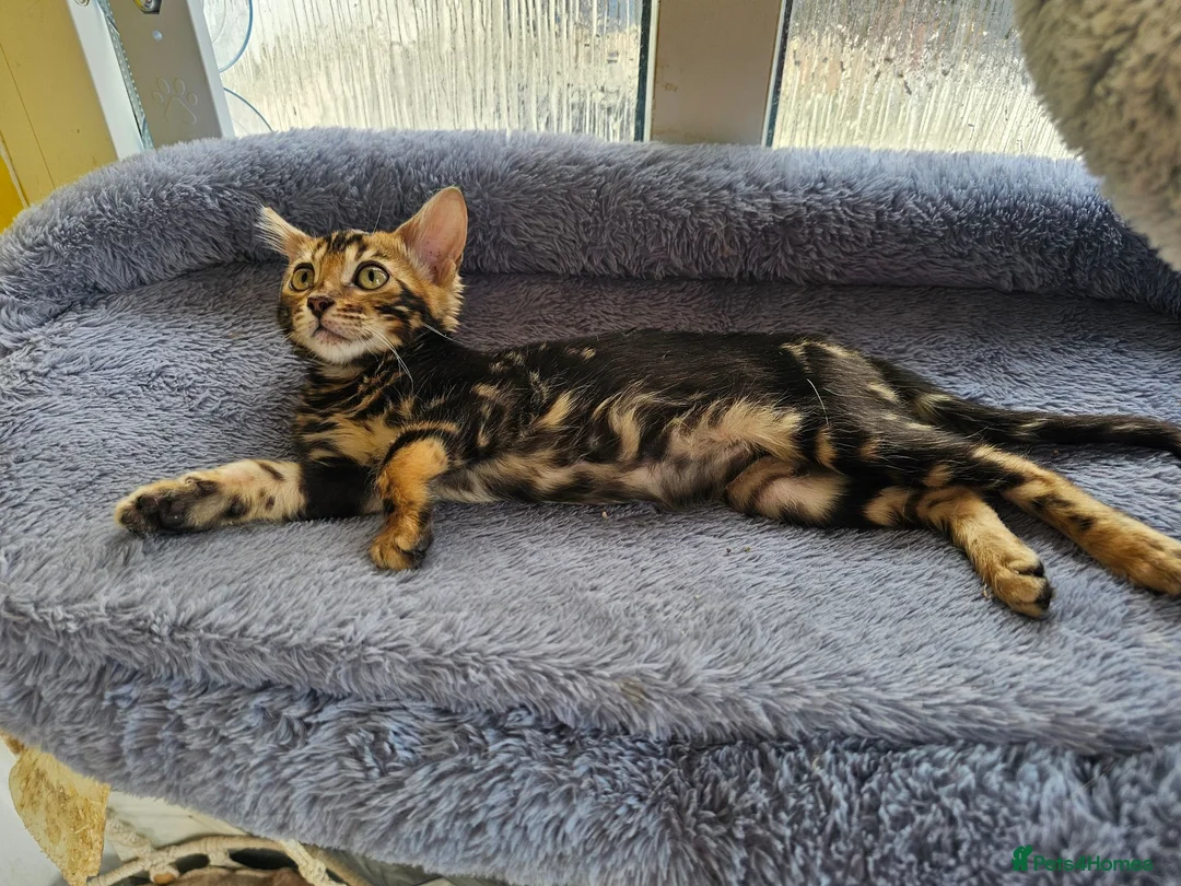 Bengal cats for sale: Bengal Kittens(Silk marble bengal available) - Advert 1