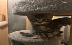 Norwegian Forest Cat cats for sale: Norwegian kittens x  - Image 4