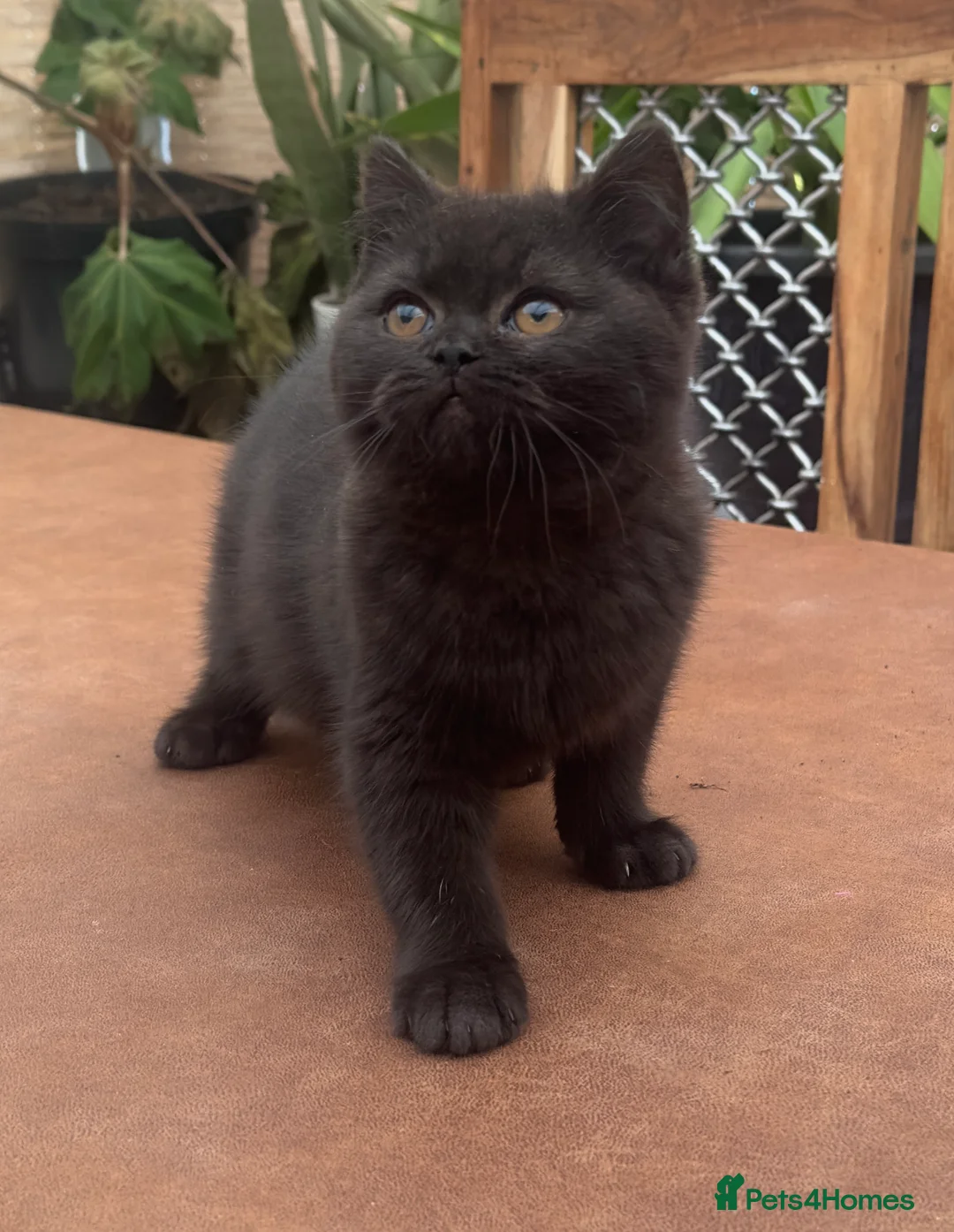 British Longhair cats for sale: British Boys - Advert 5