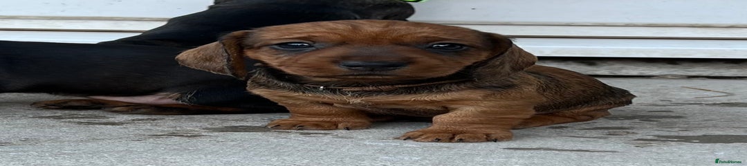 Dachshund Puppy 4
