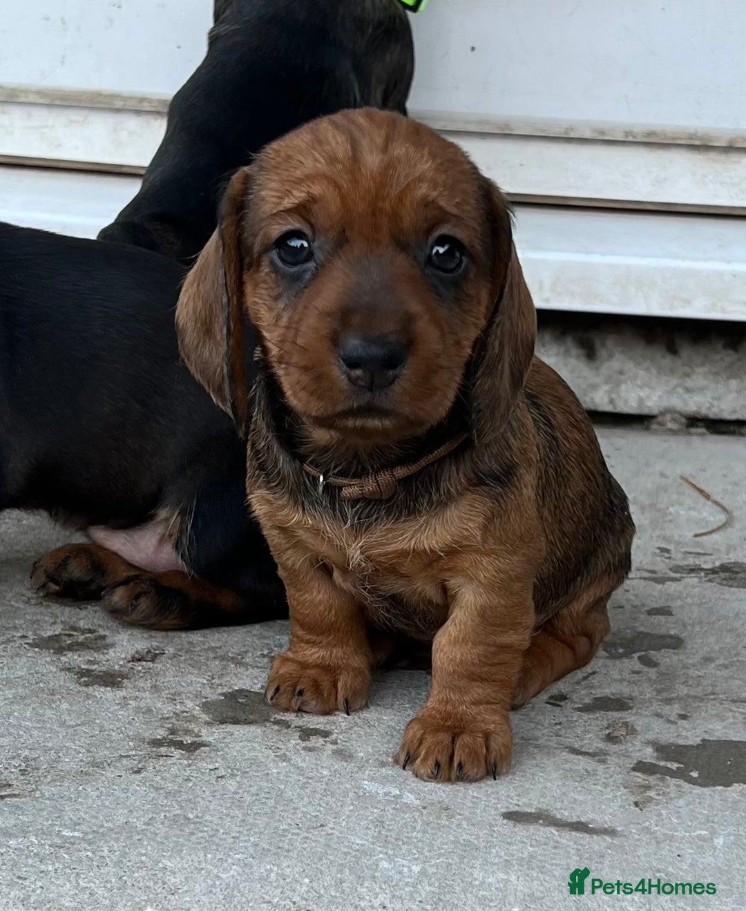 Dachshund dogs for sale: Wire Haired Teckels - Image 16