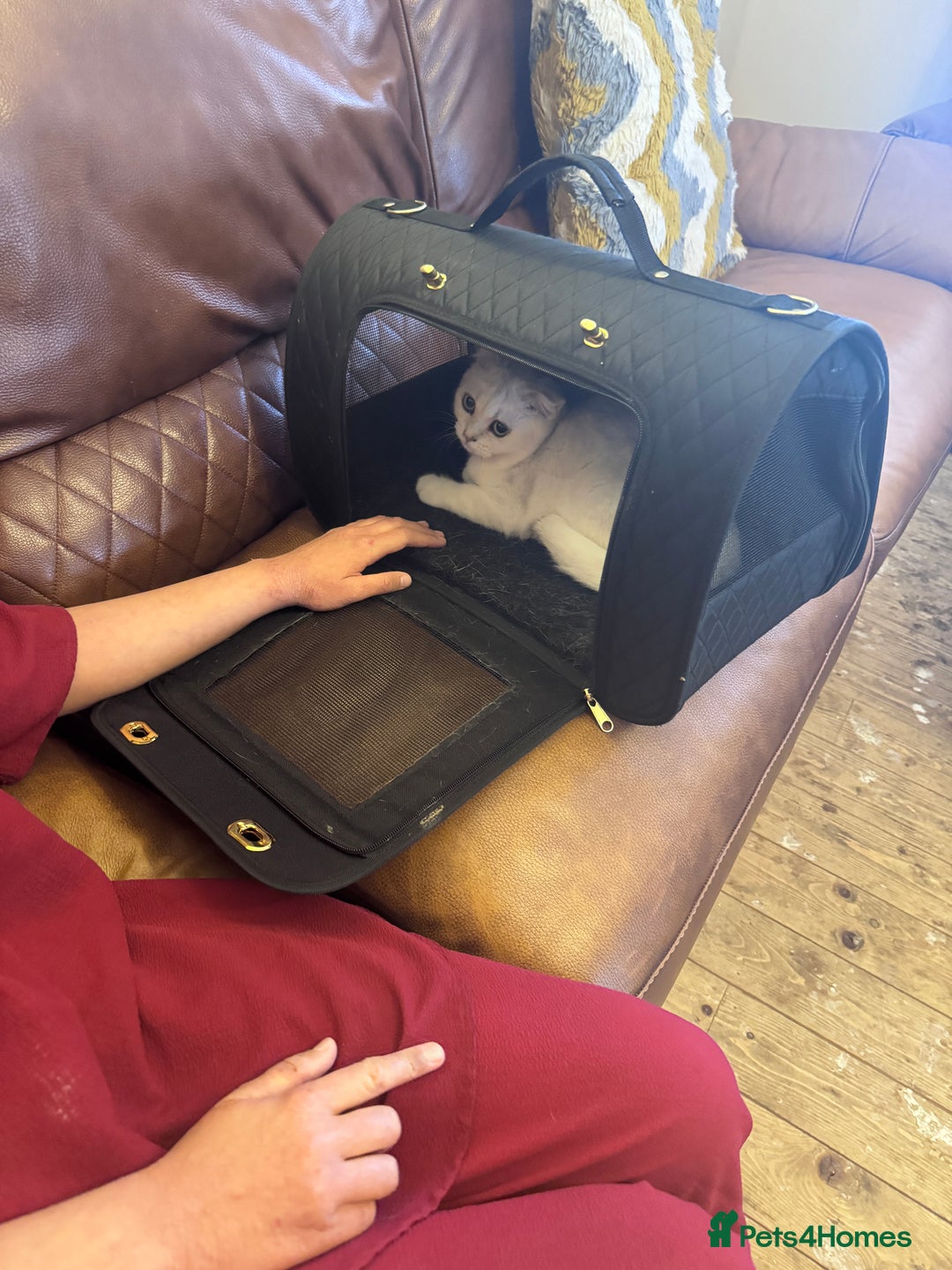 Scottish Fold cats for sale: Scotish fold male kitten - Image 6